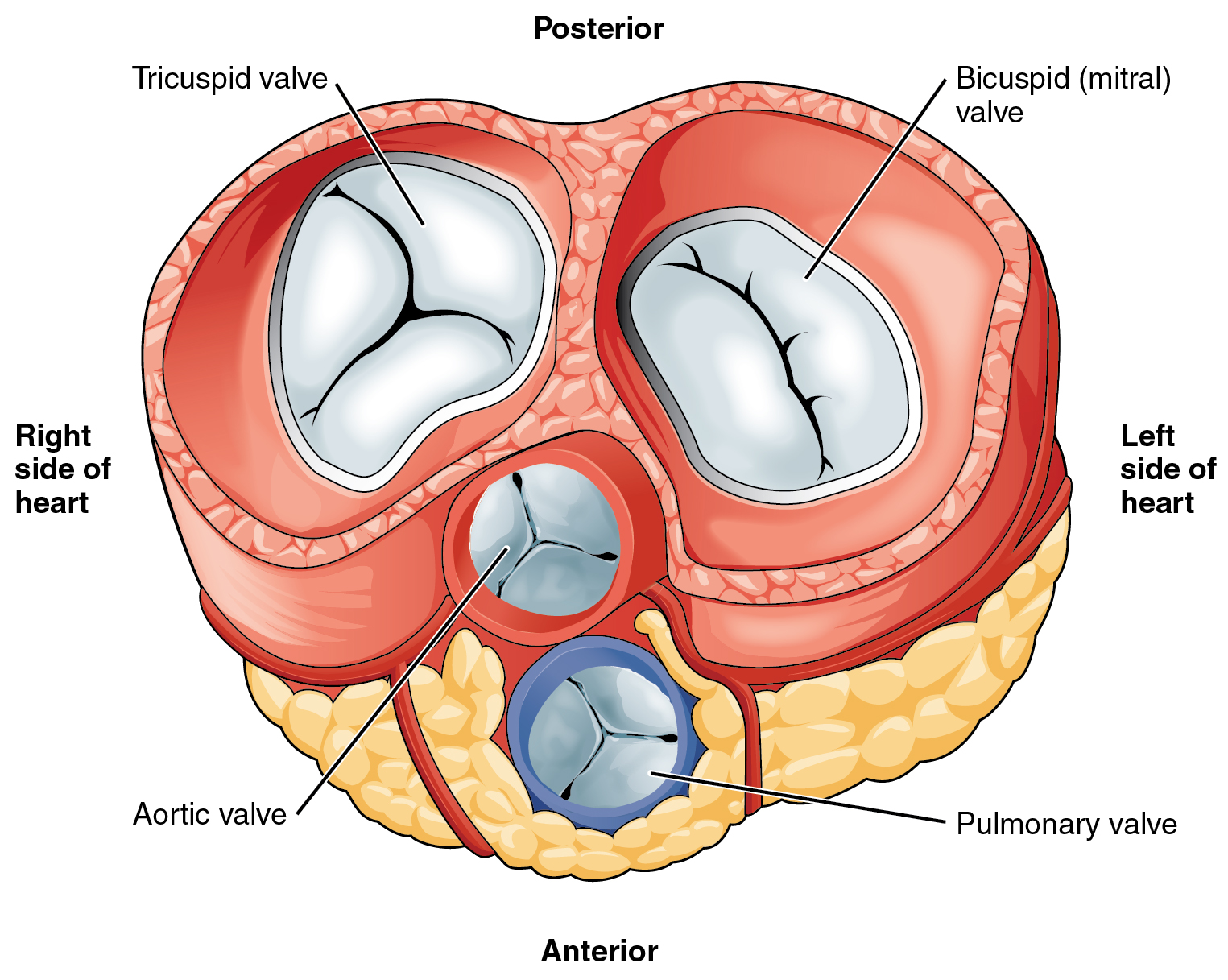 Remplacement valvulaire aortique‍ par‍ voie ​transcathéter (TAVI),