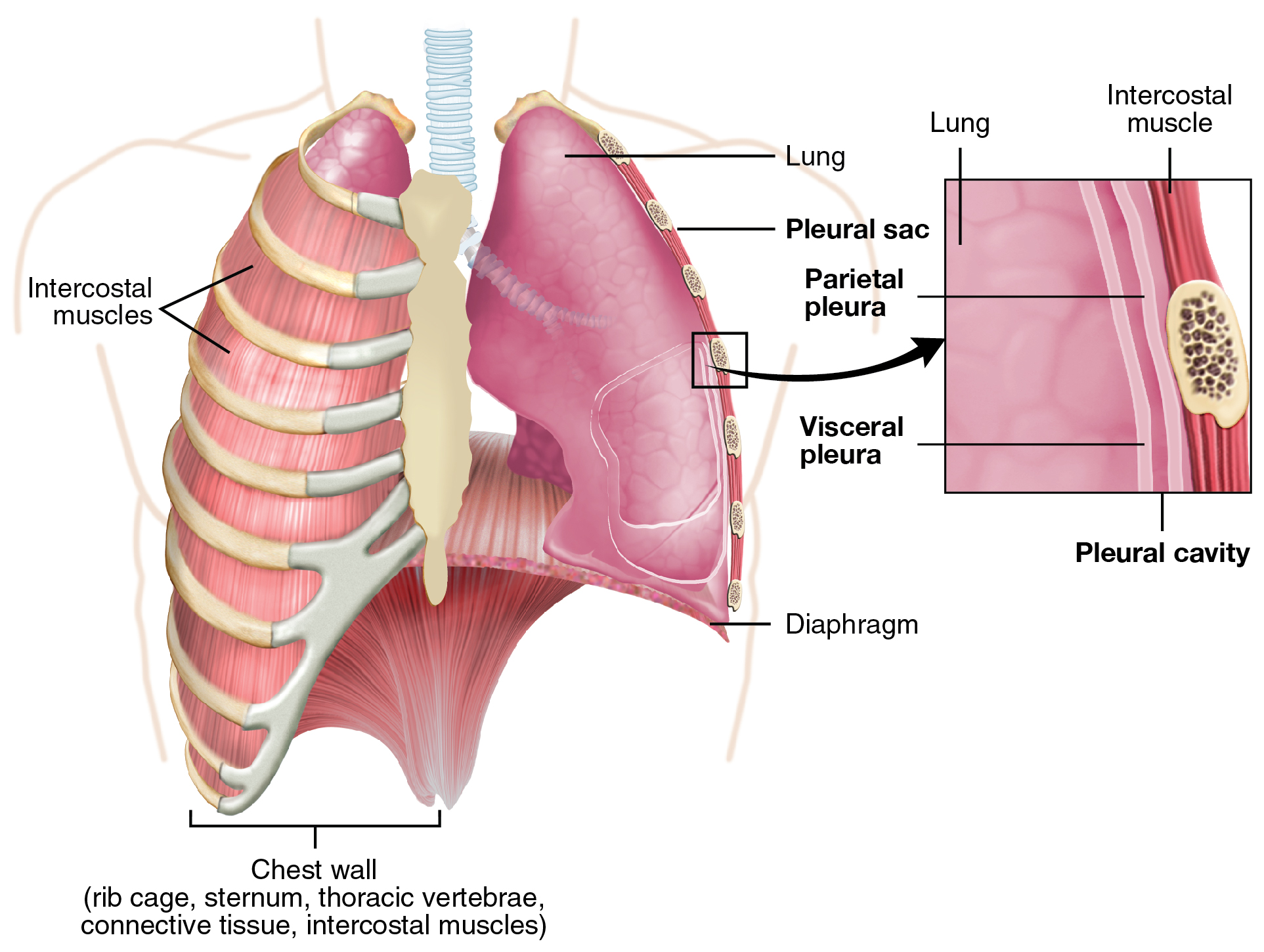 - Prendre soin de ⁤vos ⁣poumons : Des recommandations pratiques ​pour maintenir⁤ une bonne santé respiratoire