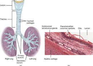 Thoracostomie