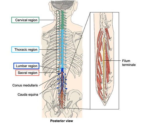 Recommandations ⁢clés pour ⁣la Sympathectomie Cervico-Thoracique: Choisir le bon professionnel et prendre des‍ décisions éclairées