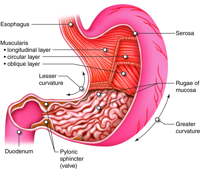 Réparation du Sphincter Anal,