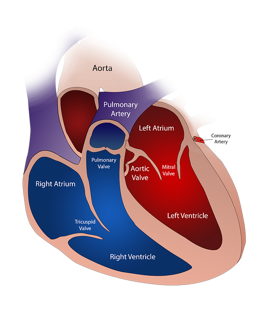 Remplacement des Valves Cardiaques,