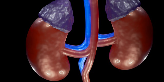 Des avancées technologiques au provider de la néphrologie‌ : développer une approche holistique et innovante