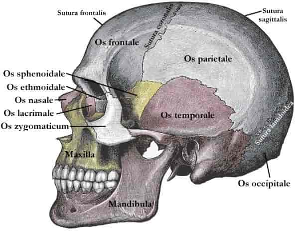 - Inspirer l'espoir : Découvrez les avancées révolutionnaires dans le traitement de la craniosynostose